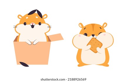 Cute Hamster Character with Stout Body Eating Cookie and Peeking from Cardboard Box Vector Set