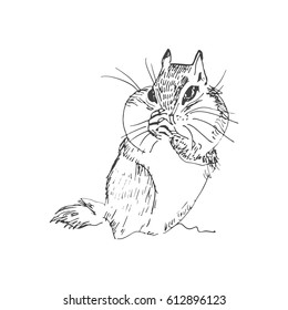 Cute hamster in sketch style