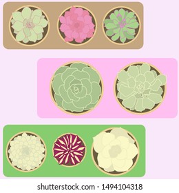 Cute hand drawing Cactus in top view