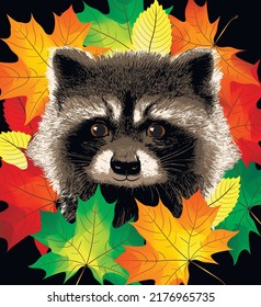 Cute  Hand Drawing Raccoon Sketch With Orange Maple Leafs. Vector Illustration.