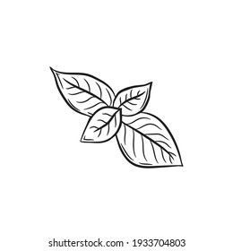 Cute hand drawn basil leaves. The ingredient for various meals in cooking. Vector 