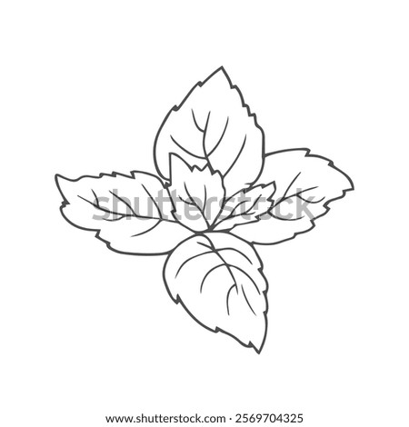 Cute hand drawn basil leaves. The ingredient for various meals in cooking.