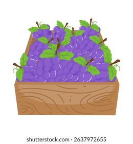 Cute Hand Drawn Boxes of Fresh Grapes