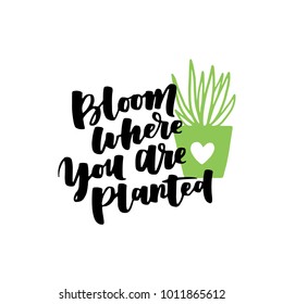 Cute hand drawn card with cactus and lettering Bloom Where You are Planted. Cartoon style vector illustration in modern color theme. Cactus in flower pot on white isolated background.