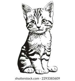 Cute hand drawn Cat, vector illustration black and white kitten
