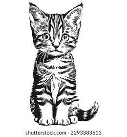 Cute hand drawn Cat, vector illustration black and white kitten
