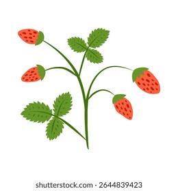 Cute hand drawn colorful small wild strawberries bush isolated on white background. Cute garden or forest strawberries.