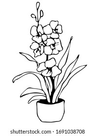 Elemento dibujado a mano de maceta de flor. Plantas de la casa de ilustraciones para el diseño de bodas, logotipo y tarjeta de felicitación. Aislado sobre fondo blanco.