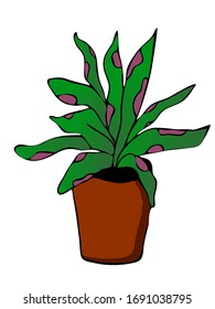 Elemento dibujado a mano de maceta de flor. Plantas de la casa de ilustraciones para el diseño de bodas, logotipo y tarjeta de felicitación. Aislado sobre fondo blanco.