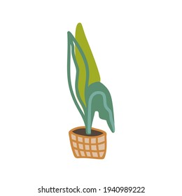 Cute hand drawn element of home flower pot. Wicker basket. Doodle vector illustration house plants. Isolated on white background.