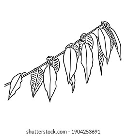 Handgezeichnetes, blumengeschmücktes Element. Skizze mit tropischen Zweigen mit Blättern. Vektorgrafik für natürliches Design, Drucke auf Kleidung, Poster, Postkarten.