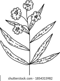 Cute hand drawn floral elements. Doodle vector illustration for wedding design, logo and greeting card.