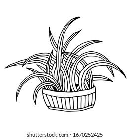 Planta floral dibujada a mano en la olla. Plantas de la casa de ilustraciones de los dibujos vectoriales de Doodle para sus diseñadores. Aislado sobre fondo blanco.