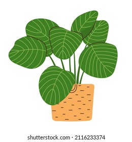 Cute hand drawn home plant in a basket. Big calathea for interior decor. Cartoon vector illustration