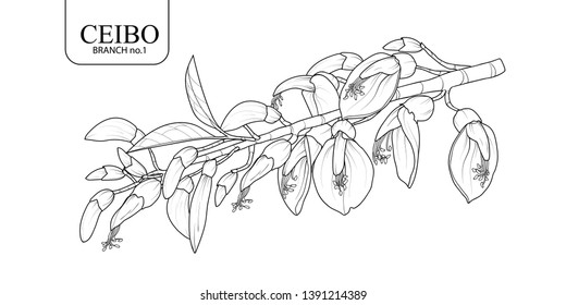 Cute hand drawn isolated Ceibo branch set 1. Flower vector illustration in black outline and white plane on white background.