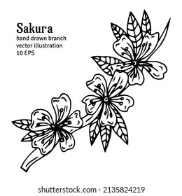 Ropa aislada de sakura dibujada a mano. Ilustración del vector floral en contorno negro y plano blanco aislado en fondo blanco. 
