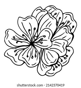 Ropa aislada de sakura dibujada a mano. Ilustración del vector floral en contorno negro y plano blanco aislado en fondo blanco.