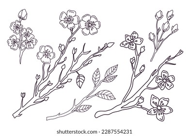Cute hand drawn isolated sakura branch set. Flower vector illustration in black outline on white background.