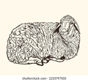 Cute hand drawn lamb with curly wool. Farm animals. Vector illustration.