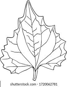 Cute hand drawn leaf in doodle style isolated on white background. Sketch elements set for graphic and web design.
