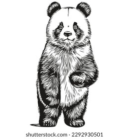 Cute hand drawn Panda, vector illustration black and white Pandas
