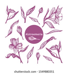 Cute hand drawn realistic alstroemeria blooming set. Traditional spring flowers in ink style for wedding decoration and arrangements.