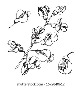 Cute hand drawn realistic branch acacia blooming set. Traditional spring flowers in ink, doodle style for wedding decoration and arrangements.