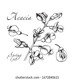 Cute hand drawn realistic branch acacia blooming set. Traditional spring flowers in ink, doodle style for wedding decoration and arrangements.