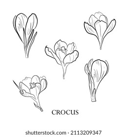 Cute hand drawn realistic crocus flowers blooming set. Traditional spring flowers in ink