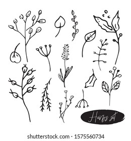 Cute hand drawn set of graphic leaves and herbal elements. Doodle vector illustration for wedding design, logo, posters and greeting cards.