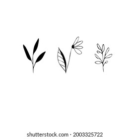 Conjunto de elementos gráficos florales y herbales dibujados a mano. Ilustración vectorial Doodle aislada en fondo blanco para diseño de bodas, logotipo y tarjeta de saludo.