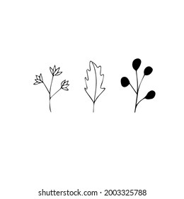 Conjunto de elementos gráficos florales y herbales dibujados a mano. Ilustración vectorial Doodle aislada en fondo blanco para diseño de bodas, logotipo y tarjeta de saludo.