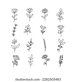 Conjunto de elementos gráficos florales y herbales dibujados a mano. Ilustración del vector Doodle para el diseño de bodas, logotipo y tarjeta de saludo. Ilustración botánica.