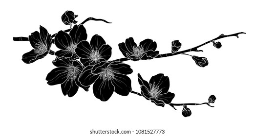 Cute hand drawn silhouette sakura branch set 2. Flower vector illustration in white outline and black plane on white background.