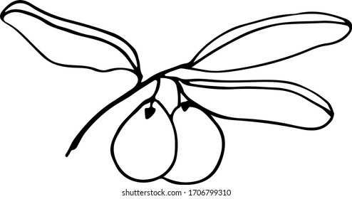 Cute hand drawn single branch of olives realistic herb plant. Traditional hand drawn spring flowers in ink style.