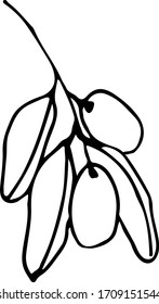 Rund handgezeichneter einzelner Zweig von Oliven realistische Kräuterpflanze. Traditionelle handgezeichnete Frühlingsblumen im Farbstil.