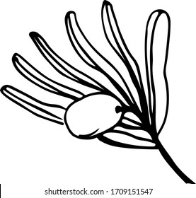 Cute hand drawn single branch of olives realistic herb plant. Traditional hand drawn spring flowers in ink style.