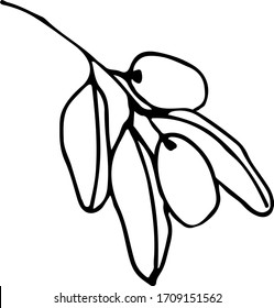Rund handgezeichneter einzelner Zweig von Oliven realistische Kräuterpflanze. Traditionelle handgezeichnete Frühlingsblumen im Farbstil.