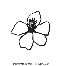 Cute hand drawn single sakura element. Traditional japanese or chinese spring flower in ink style. Doodle cherry plant.
