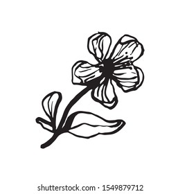Cute hand drawn single sakura element. Traditional japanese or chinese spring flower in ink style. Doodle cherry plant.
