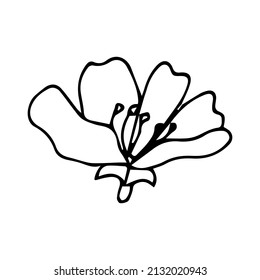 Cute hand drawn single sakura element. Traditional japanese or chinese spring flower in ink style. Doodle cherry plant.