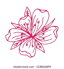 Cute hand drawn single sakura element. Traditional japanese or chinese spring flower in ink style. Doodle cherry plant.