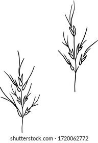 Cute hand drawn spikelets in doodle style isolated on white background. Sketch elements set for graphic and web design.