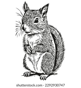 Cute hand drawn squirrel, vector illustration black and white baby squirrel.
