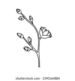 Cute hand drawn twig blooming Magnolia isolated on white background. Outline floral flower. Doodle vector illustration for wedding design, logo, greeting card, tattoo,print t shirt, photo design.