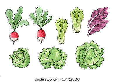 Colección vectorial de verduras dibujadas a mano aislada en fondo blanco. Arrábano colorido, col, lechuga y ensalada de radicchio para paquete, banner, impresión, tela, etiqueta, publicidad, textil.