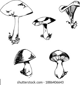 Cute hand drawn vector illustration. Elements for greeting cards, posters, stickers and seasonal design. Isolated on white background. Mushrooms