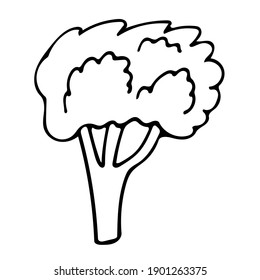 Cute hand drawn vegetable - broccoli. Doodle vector illustration for vegetable blanks, cooking recipes and kitchen design.