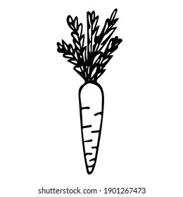 Cute hand drawn vegetable carrot. Doodle vector illustration for vegetable blanks, cooking recipes and kitchen design.