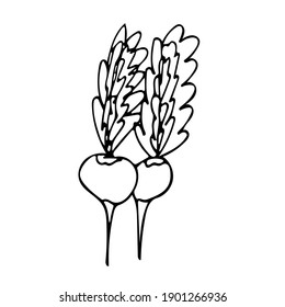 Cute hand drawn vegetable radish. Doodle vector illustration for vegetable blanks, cooking recipes and kitchen design.